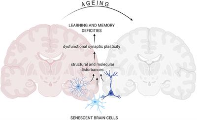 Cellular Senescence in Brain Aging